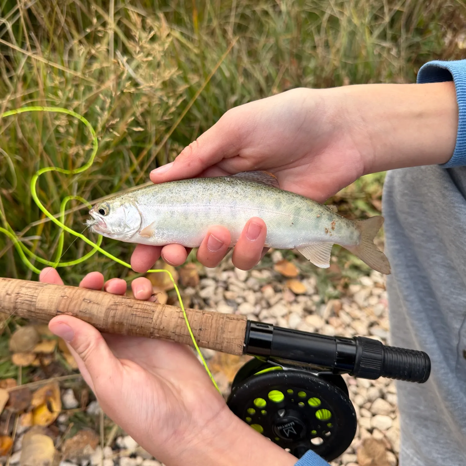 Rainbow trout caught on Fishbrain