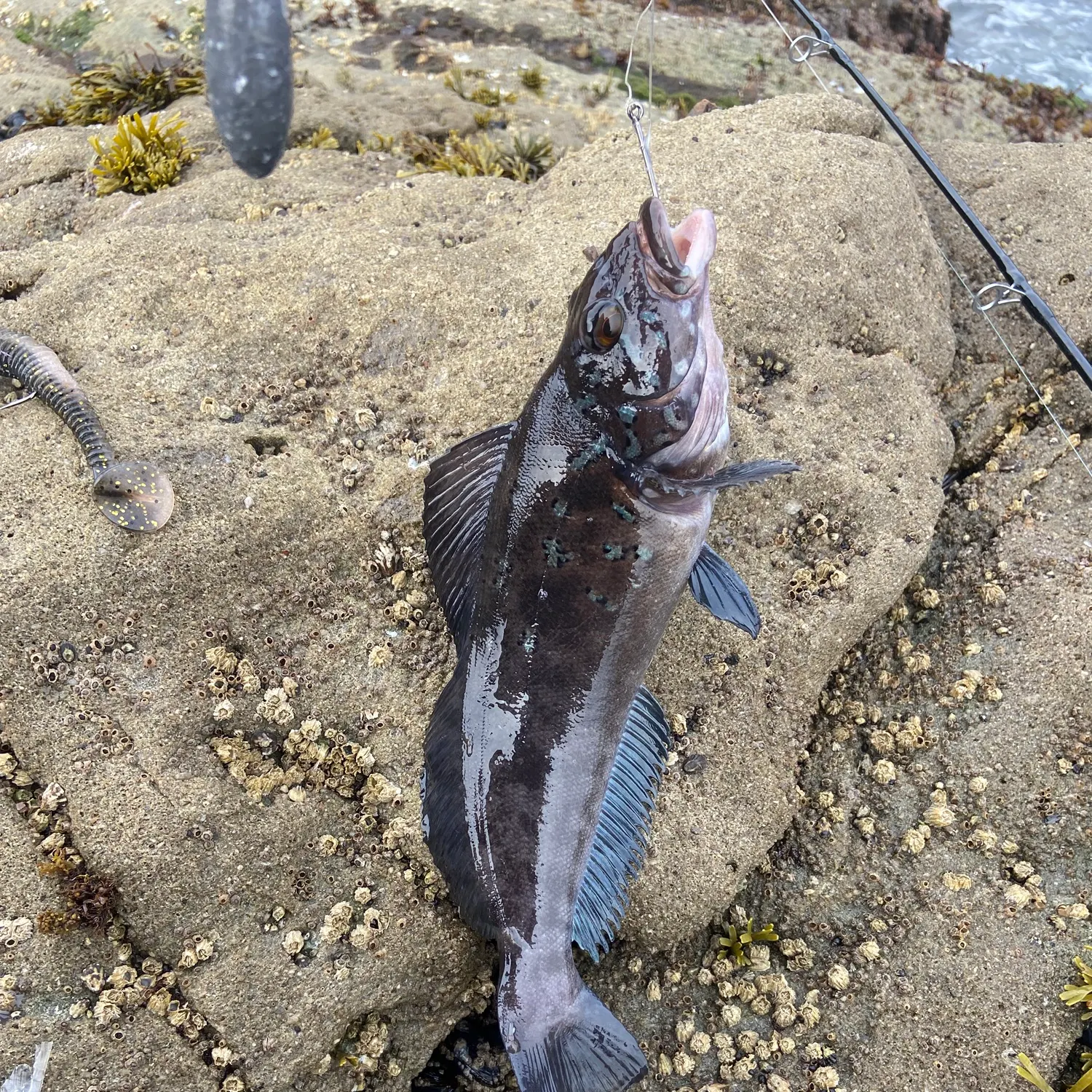 The most recent Kelp greenling catches on Fishbrain