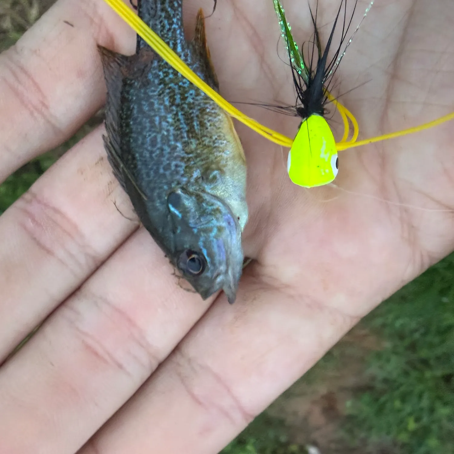 The most recent Green sunfish catches on Fishbrain