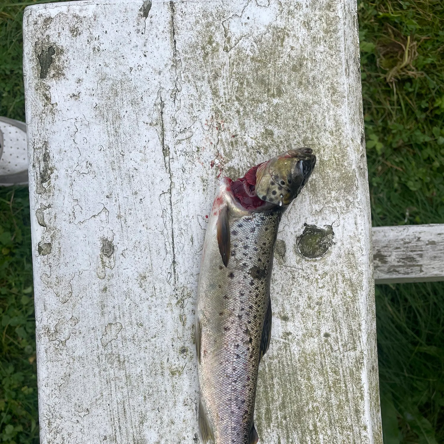 Brown trout caught on Fishbrain