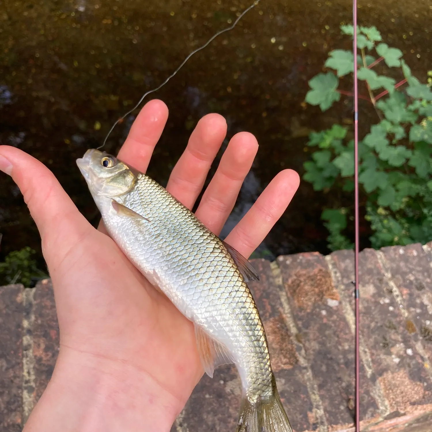 The most recent European chub catches on Fishbrain