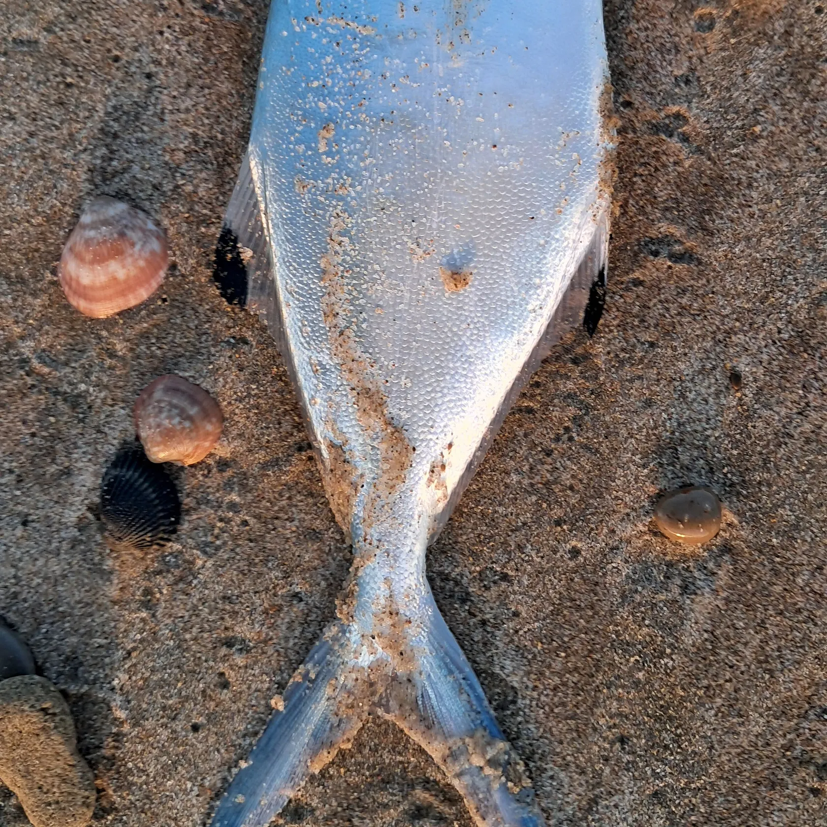 The most recent Derbio pompano catches on Fishbrain
