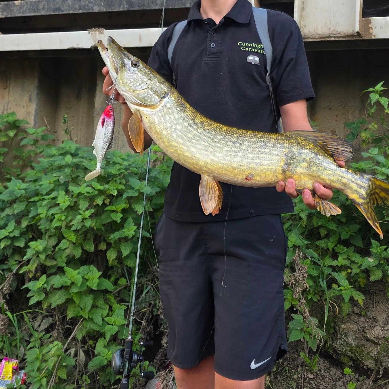 Northern pike caught on Fishbrain
