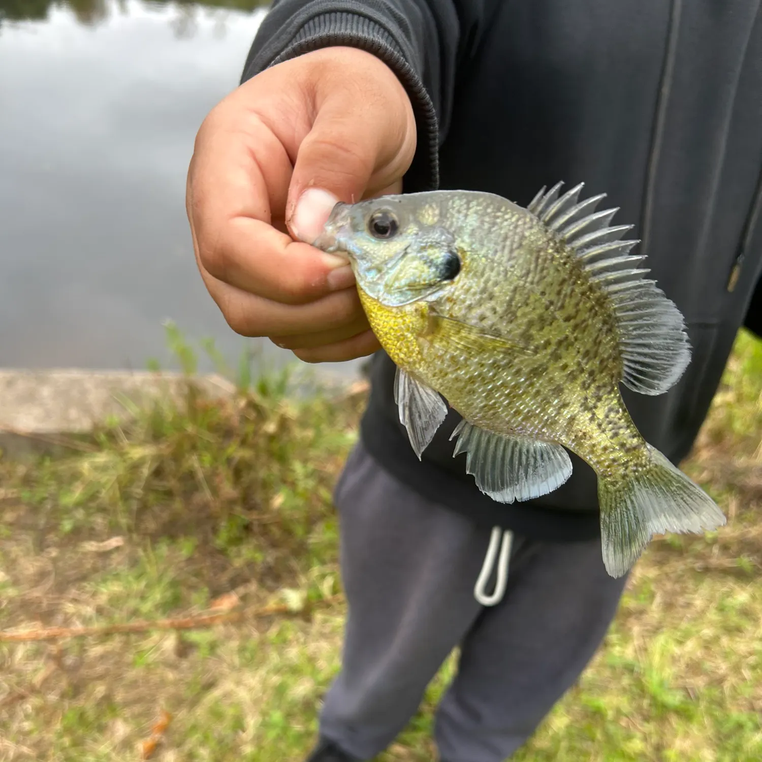 Bluegill caught on Fishbrain