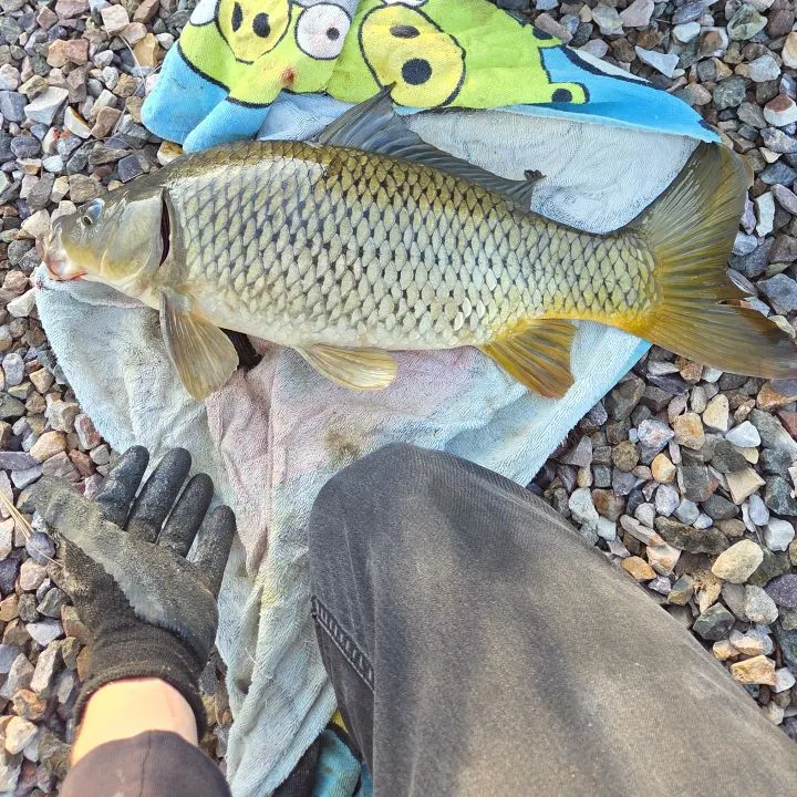 Common carp caught on Fishbrain