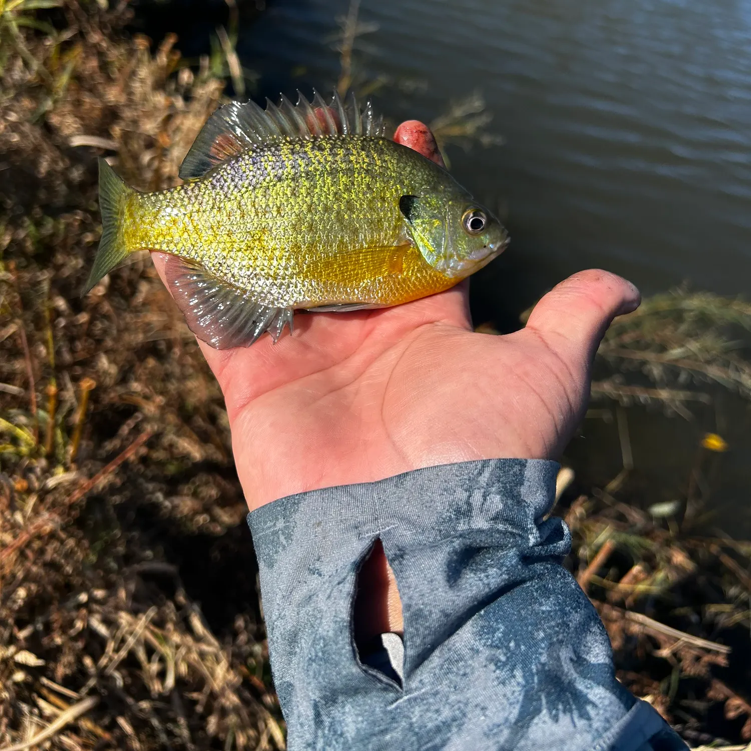 Bluegill caught on Fishbrain
