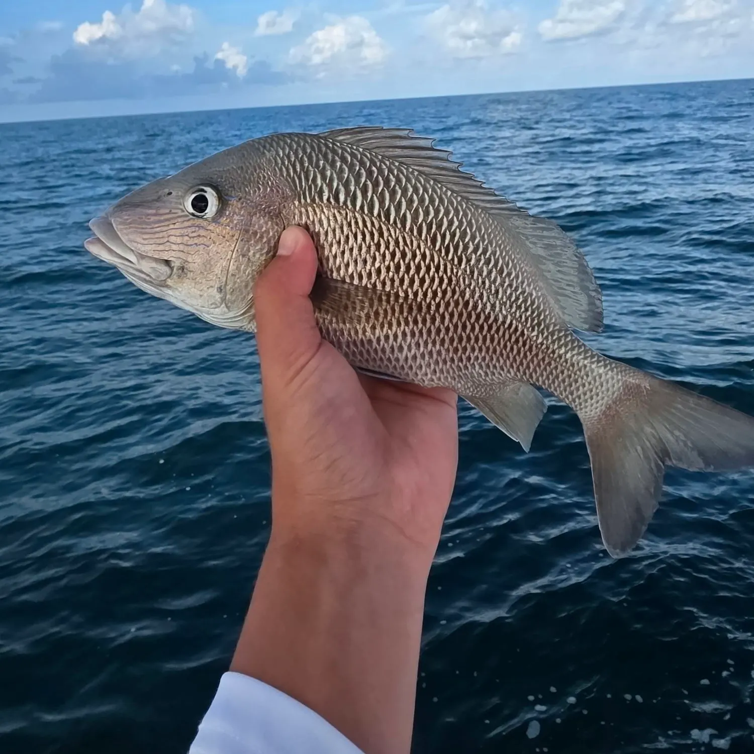 White grunt caught on Fishbrain