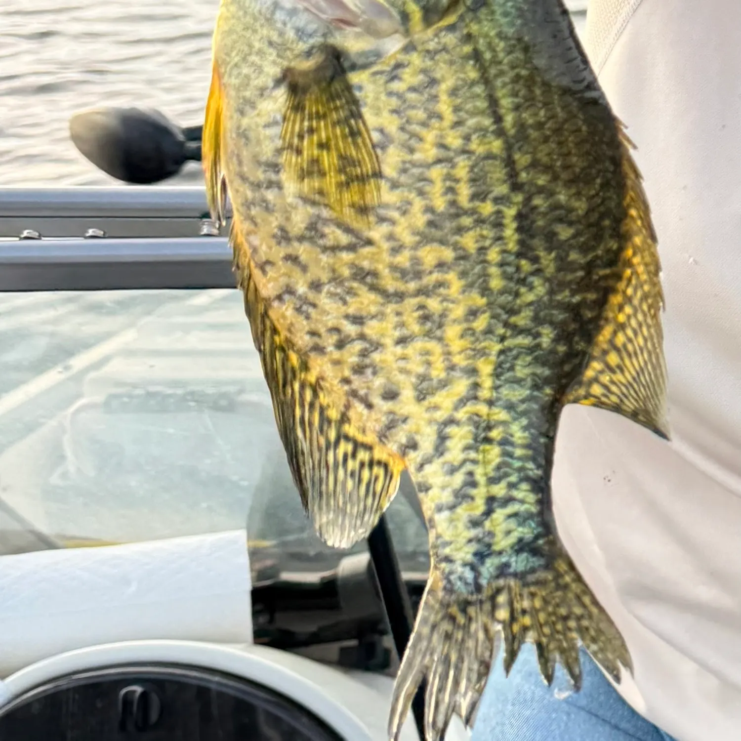 Black crappie caught on Fishbrain