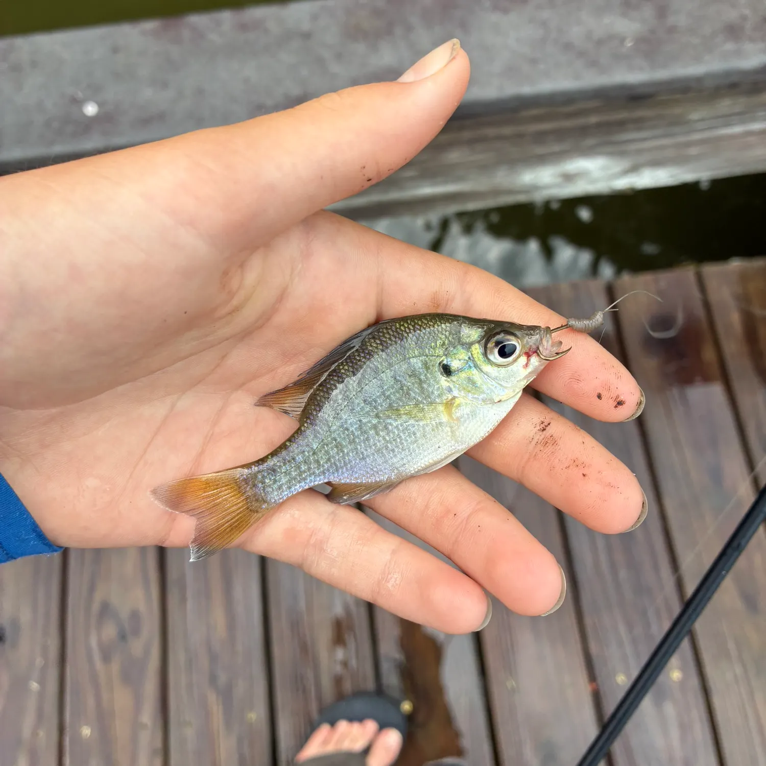 Bluegill caught on Fishbrain