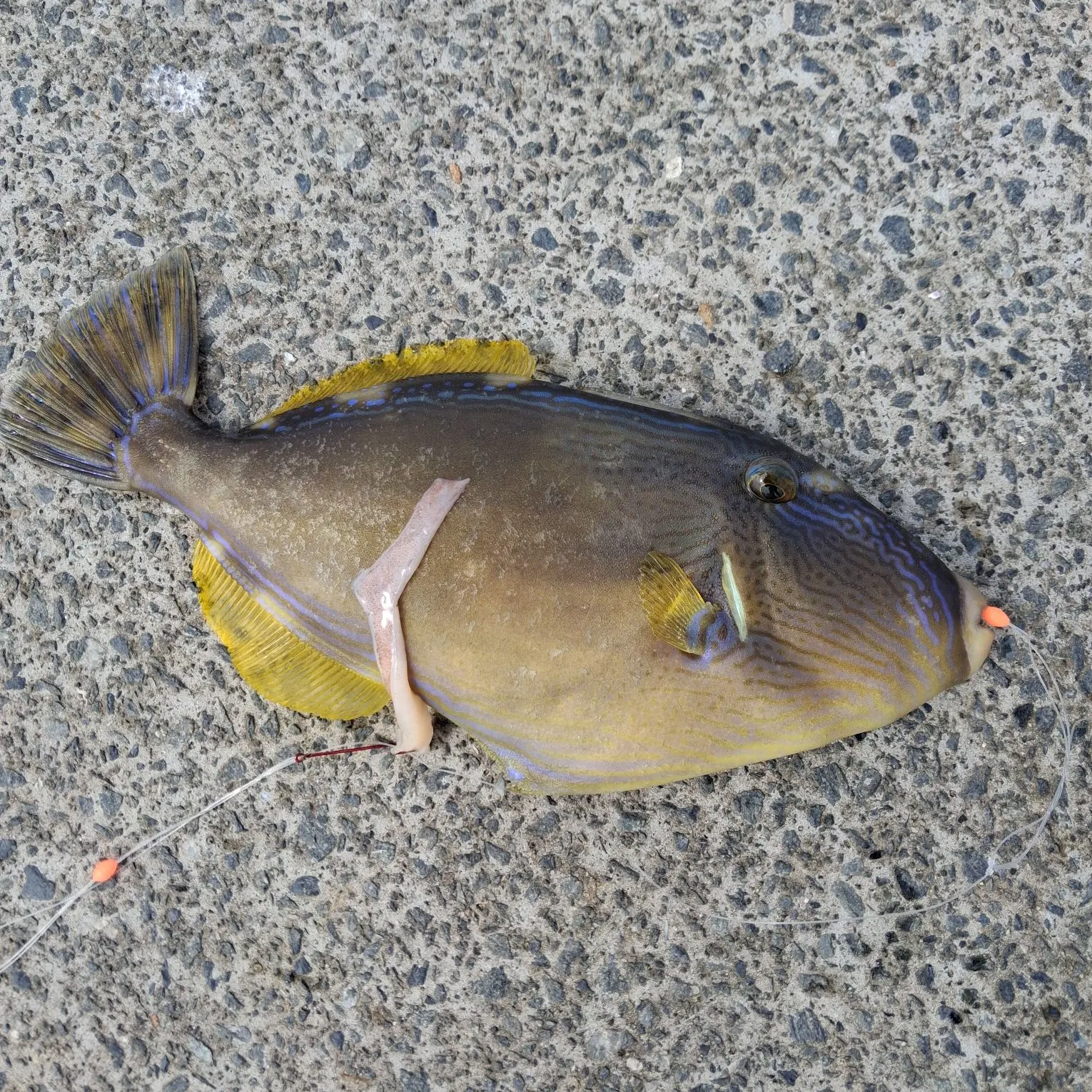 The most recent Black reef leatherjacket catches on Fishbrain