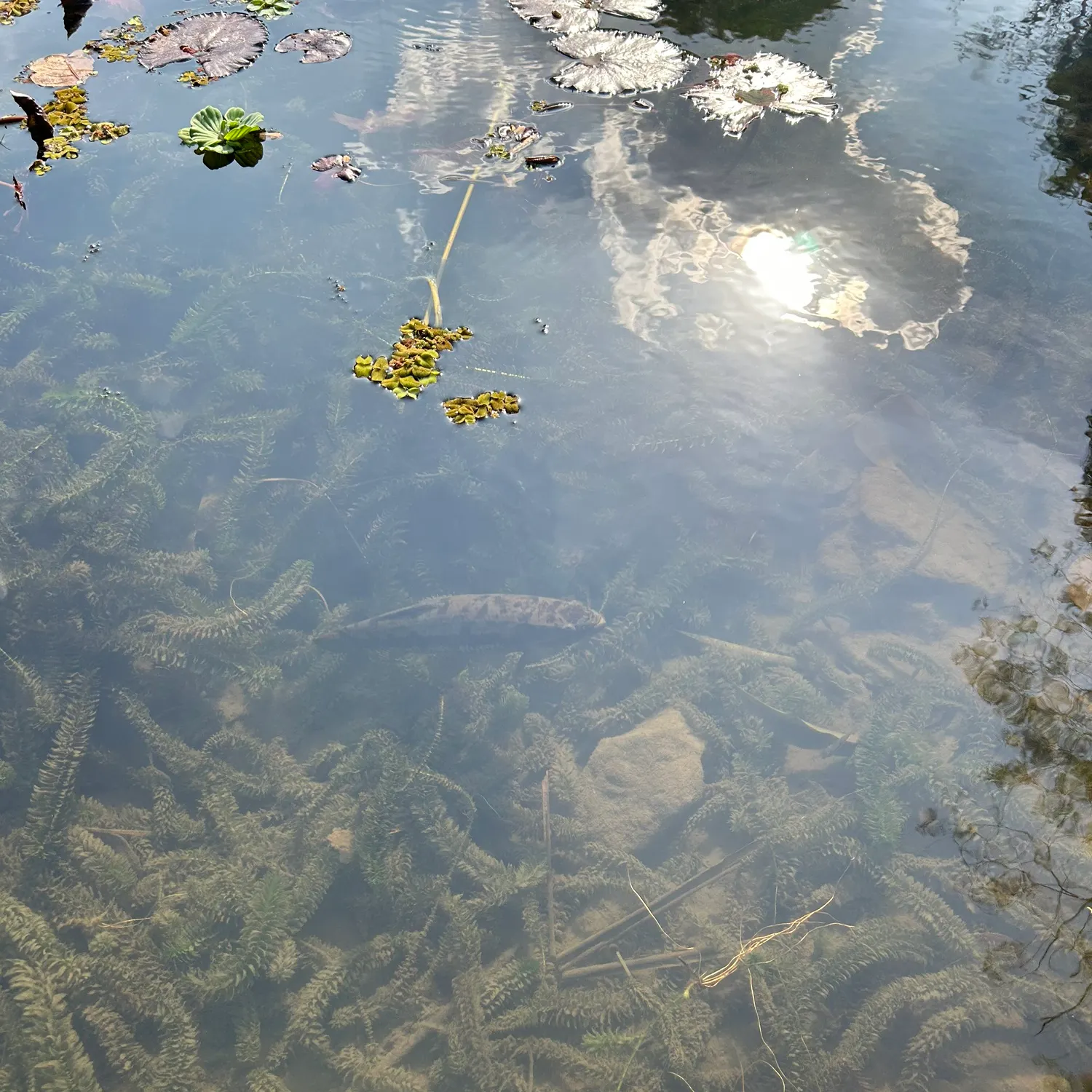 The most recent Trahira catches on Fishbrain