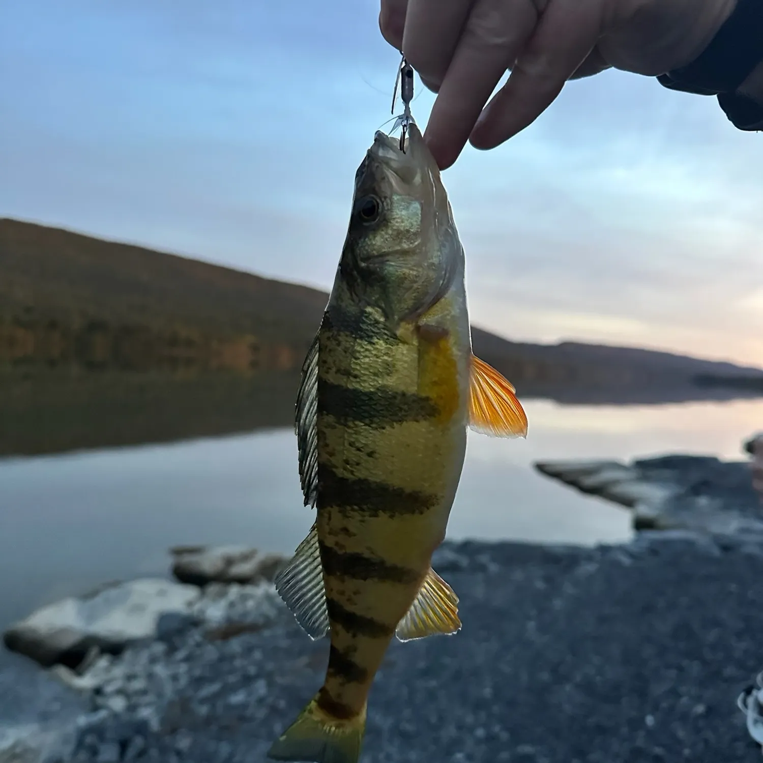 Yellow perch caught on Fishbrain