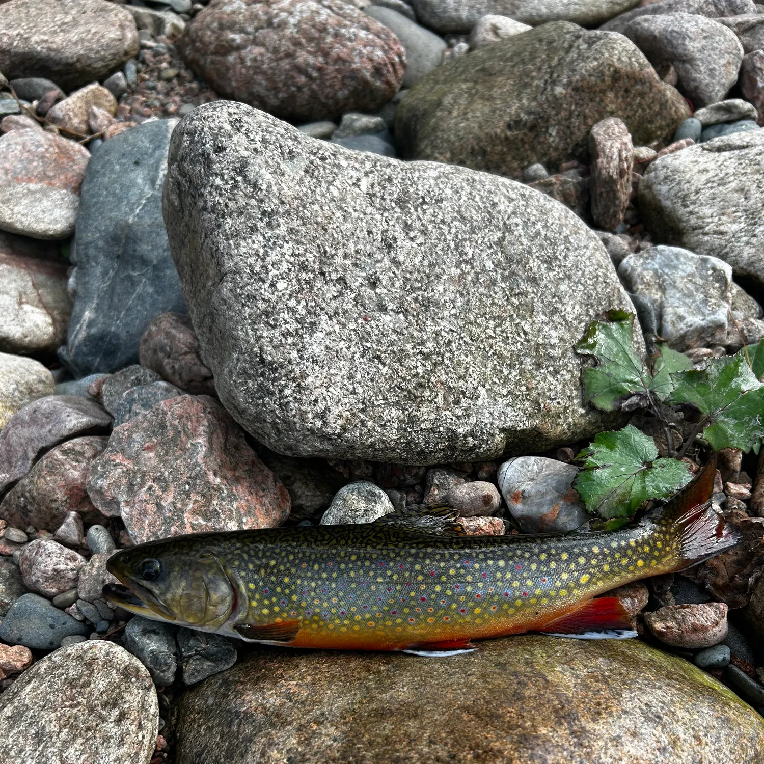 Brook trout caught on Fishbrain