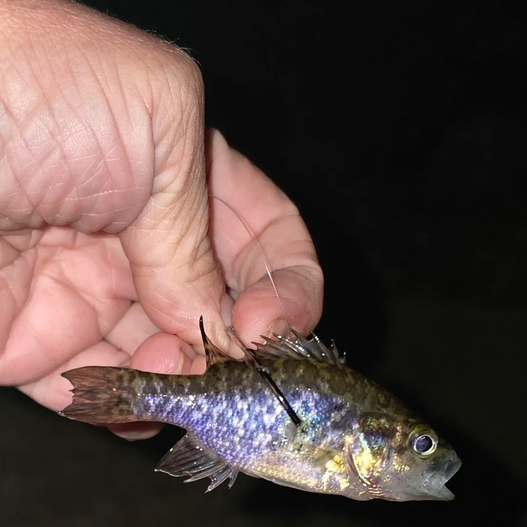 Warmouth caught on Fishbrain