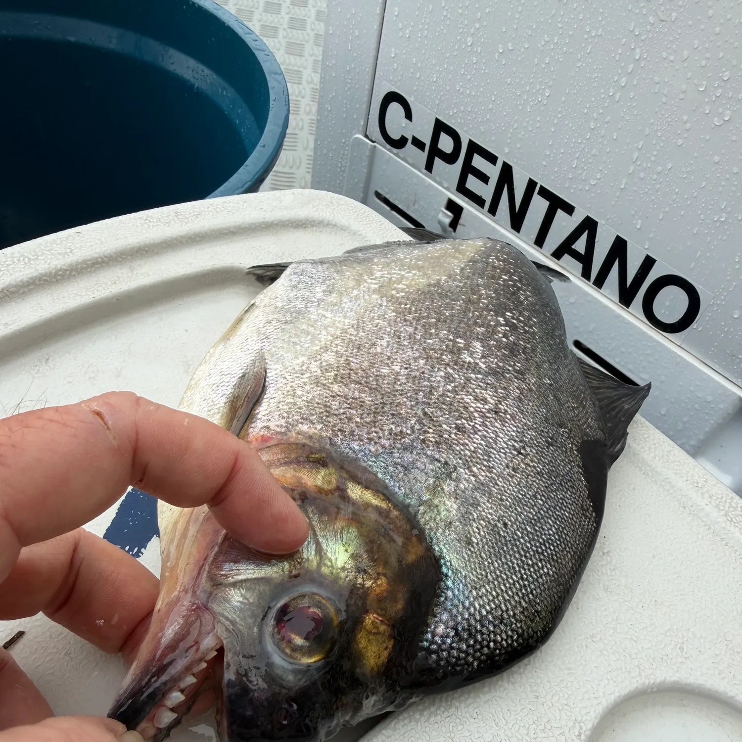 The most recent Redeye piranha catches on Fishbrain