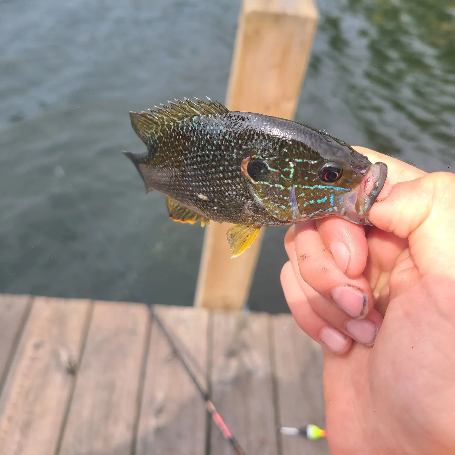 Greengill hybrid caught on Fishbrain