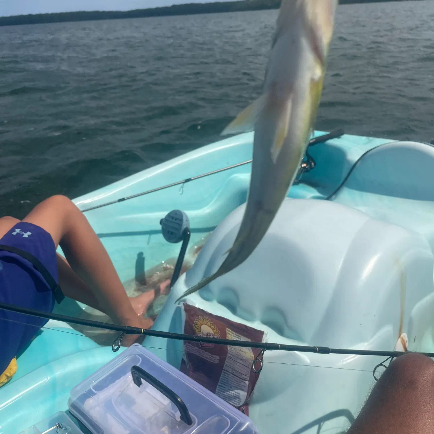 Yellow perch caught on Fishbrain