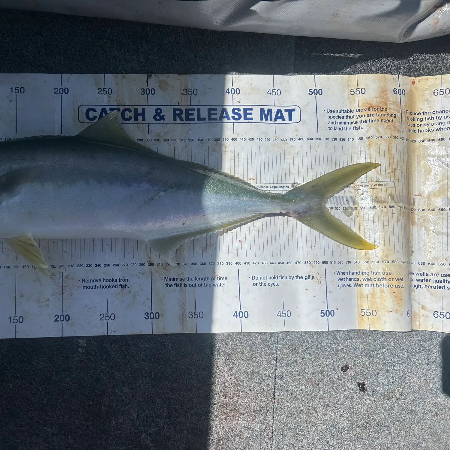 The most recent Southern yellowtail amberjack catches on Fishbrain