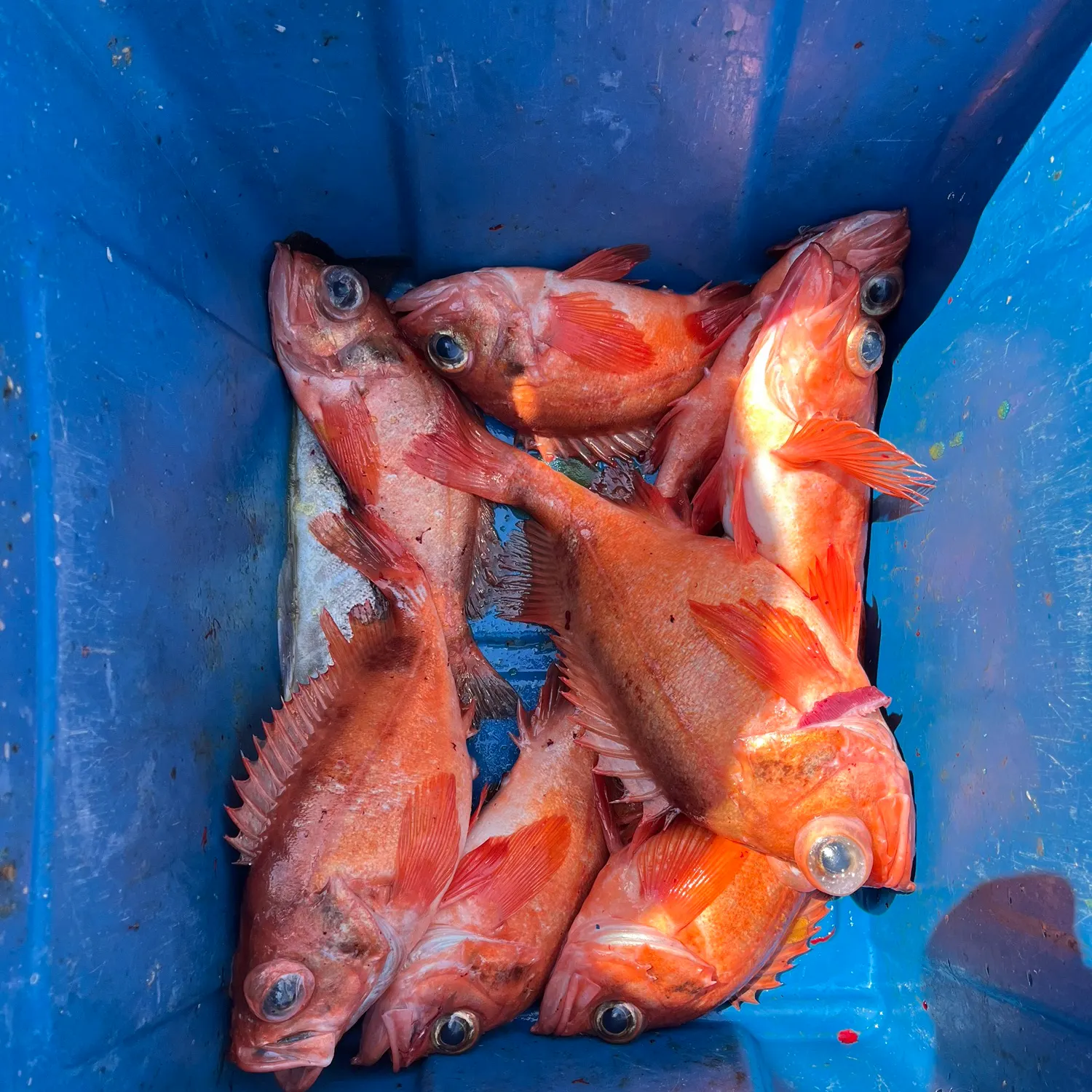 The most recent Acadian Redfish catches on Fishbrain
