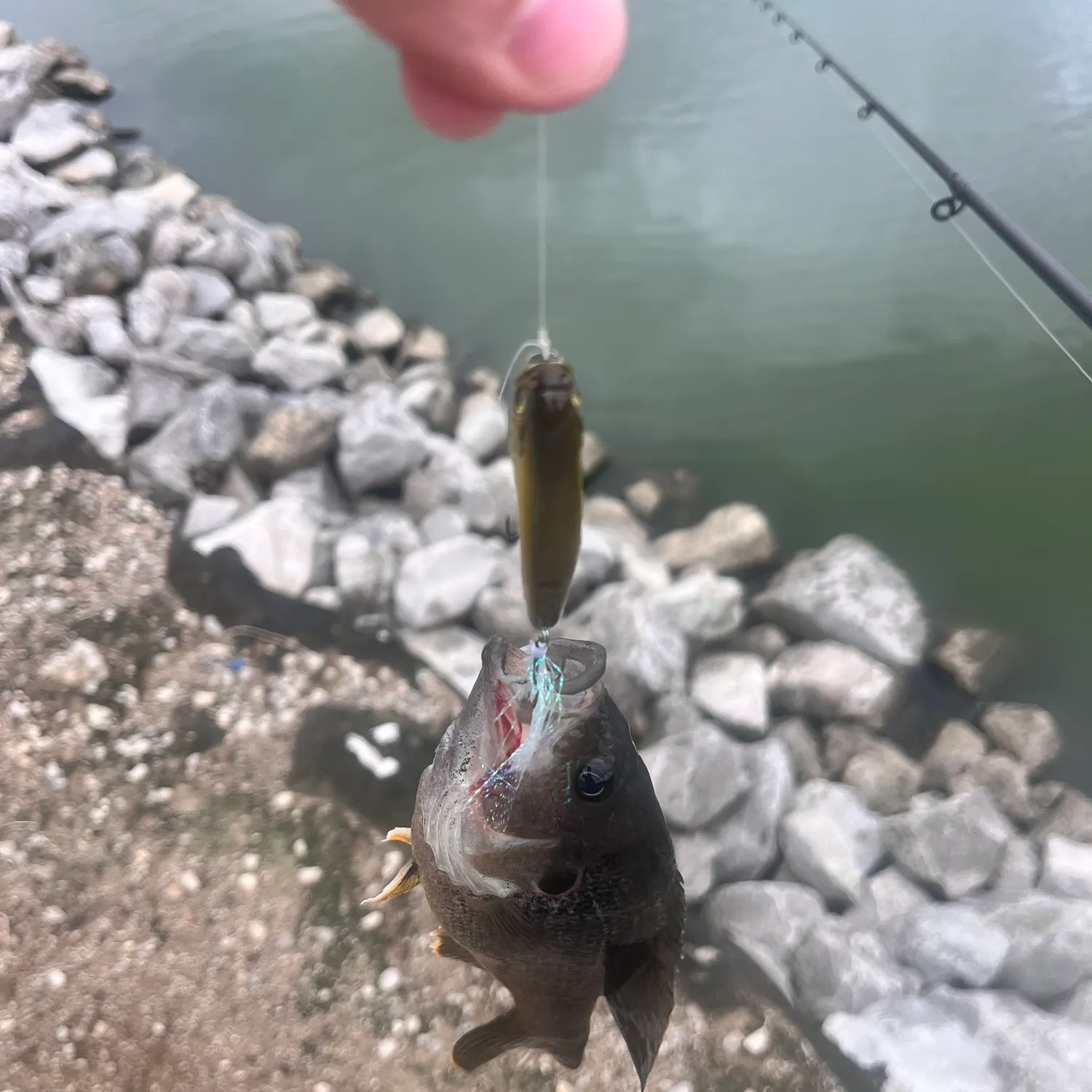 Green sunfish caught on Fishbrain