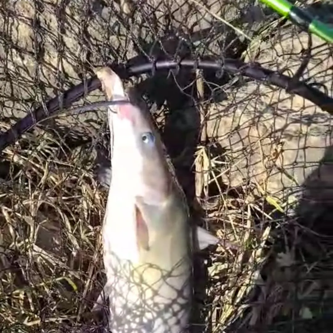 Channel catfish caught on Fishbrain