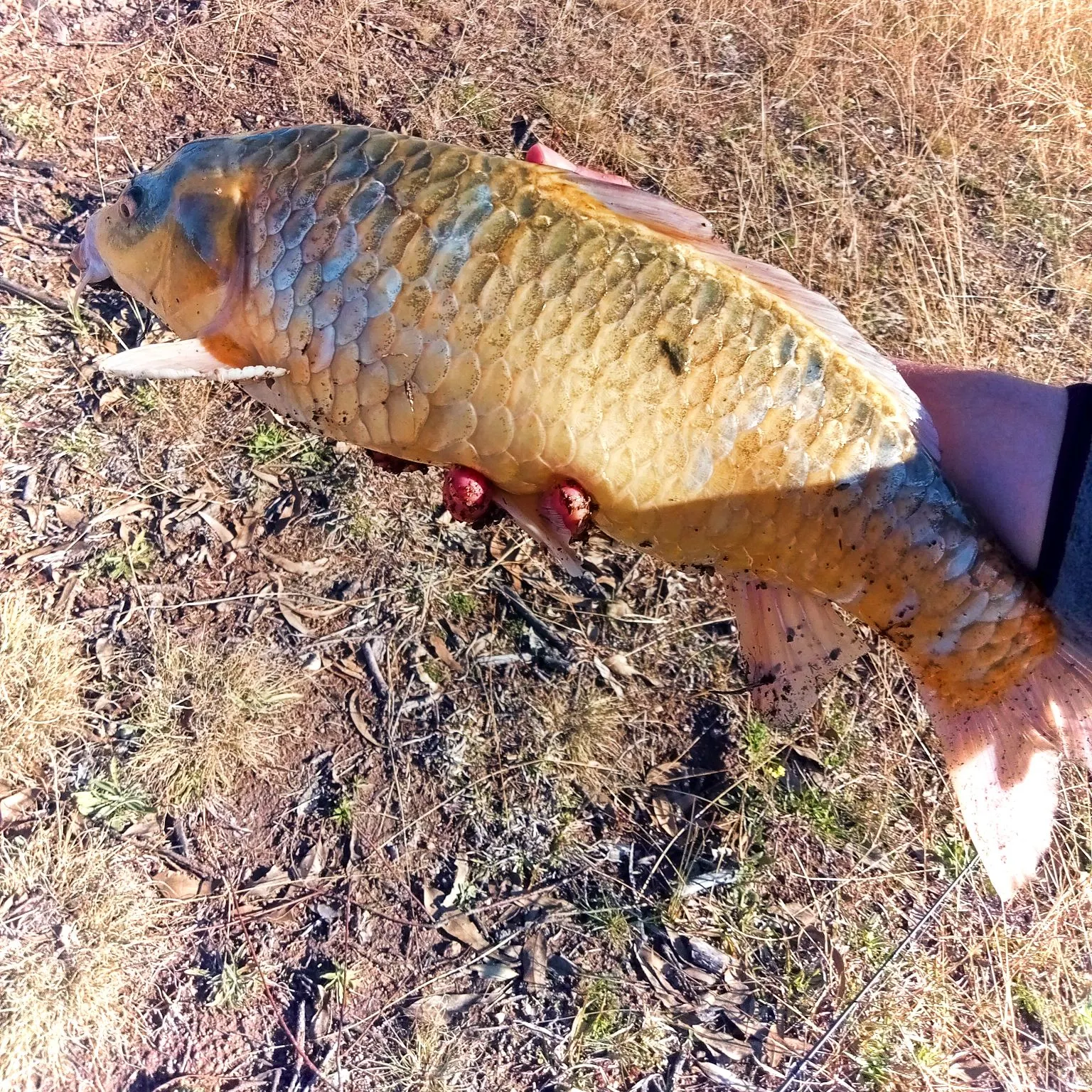 catch
