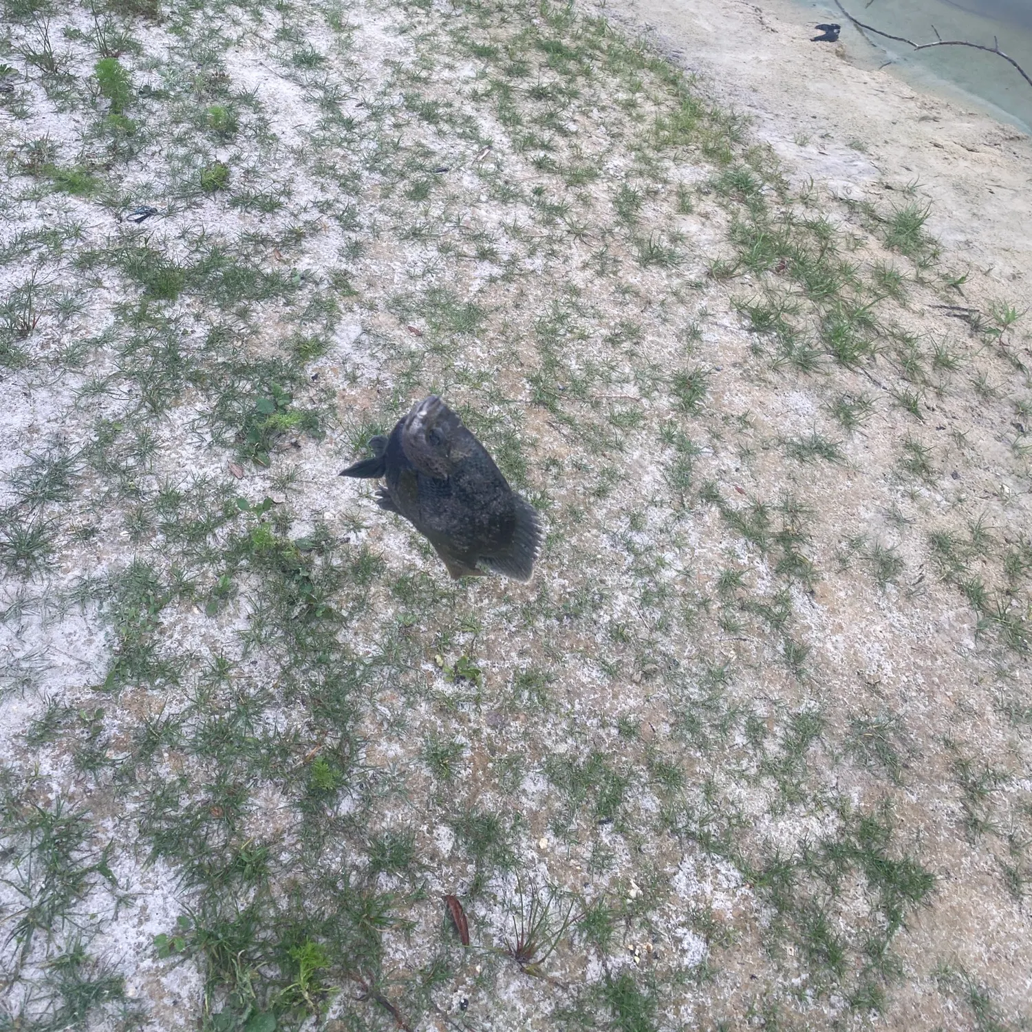 The most recent Warmouth x green sunfish catches on Fishbrain