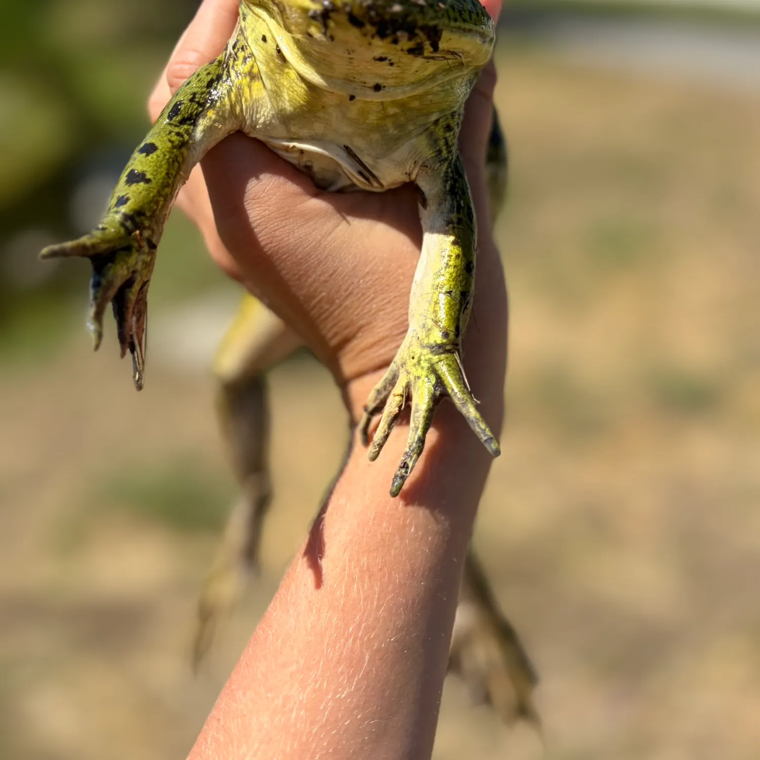 The most recent Warty frogfish catches on Fishbrain