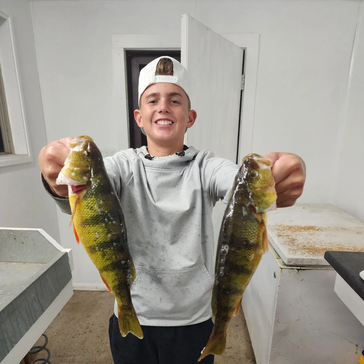 Yellow perch caught on Fishbrain