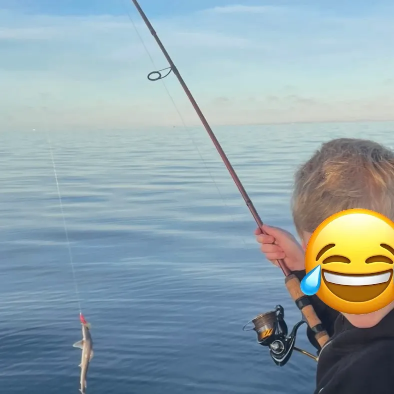 The most recent Gummy shark catches on Fishbrain