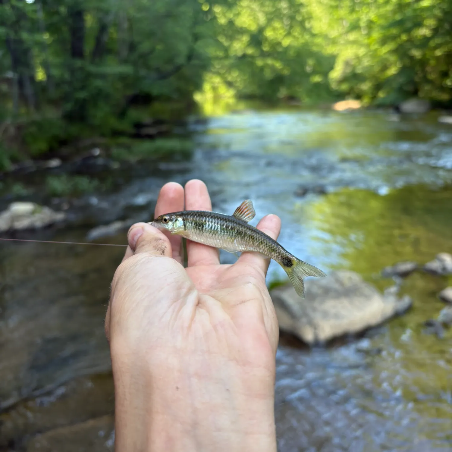 The most recent Alabama shiner catches on Fishbrain