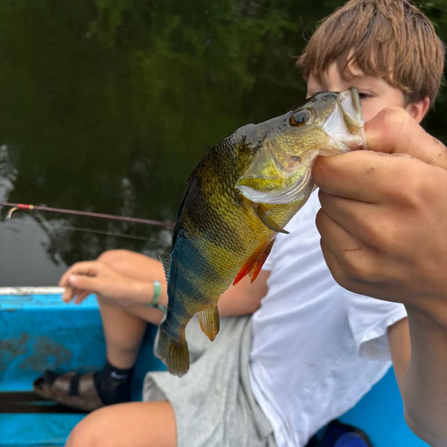 Yellow perch caught on Fishbrain