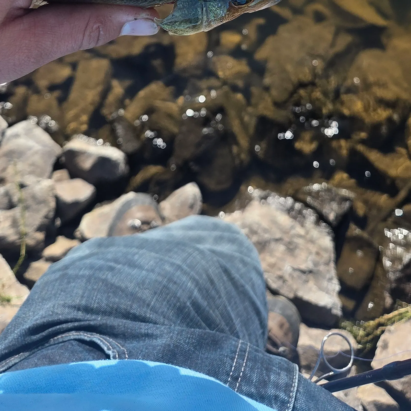 Yellow perch caught on Fishbrain