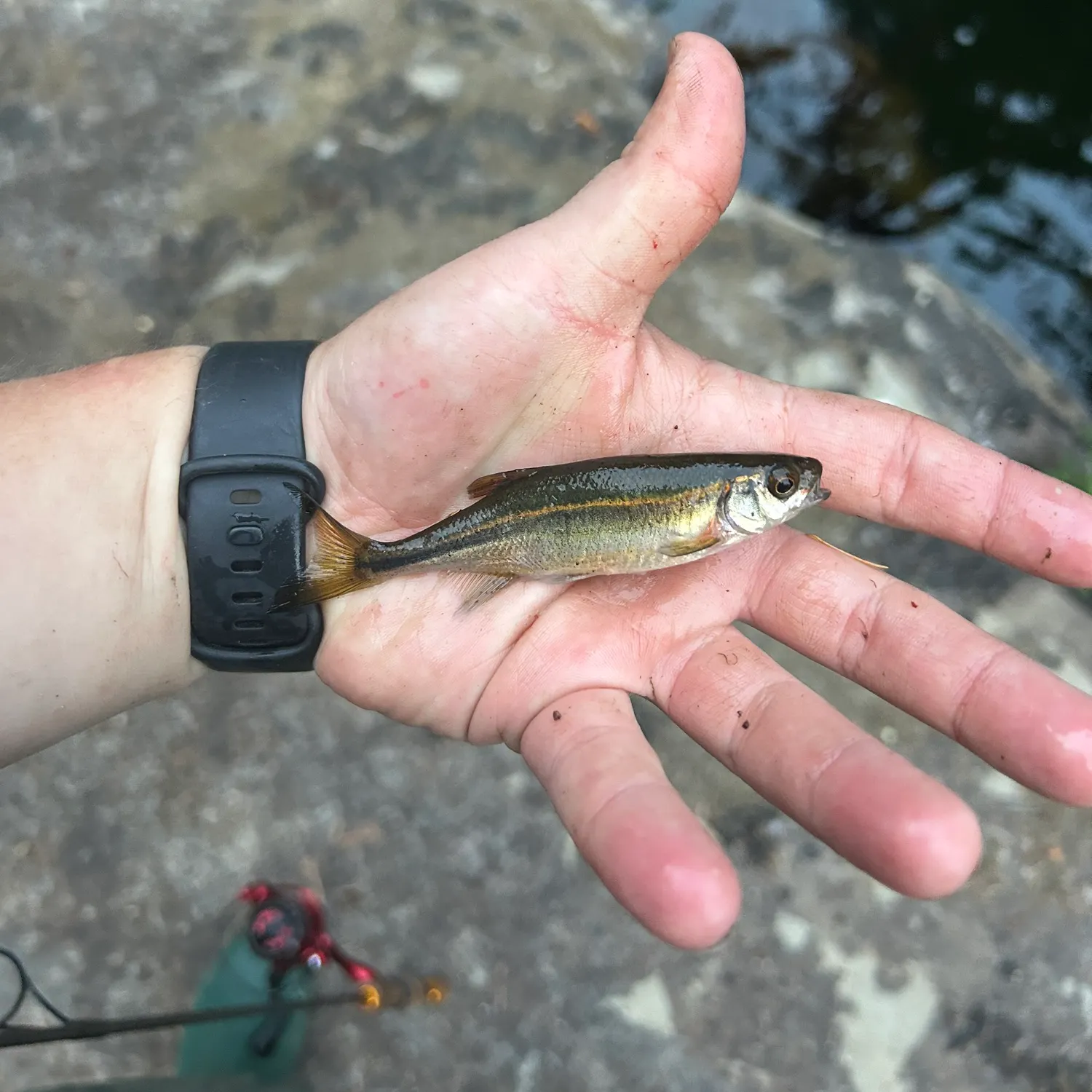 The most recent Redside shiner catches on Fishbrain