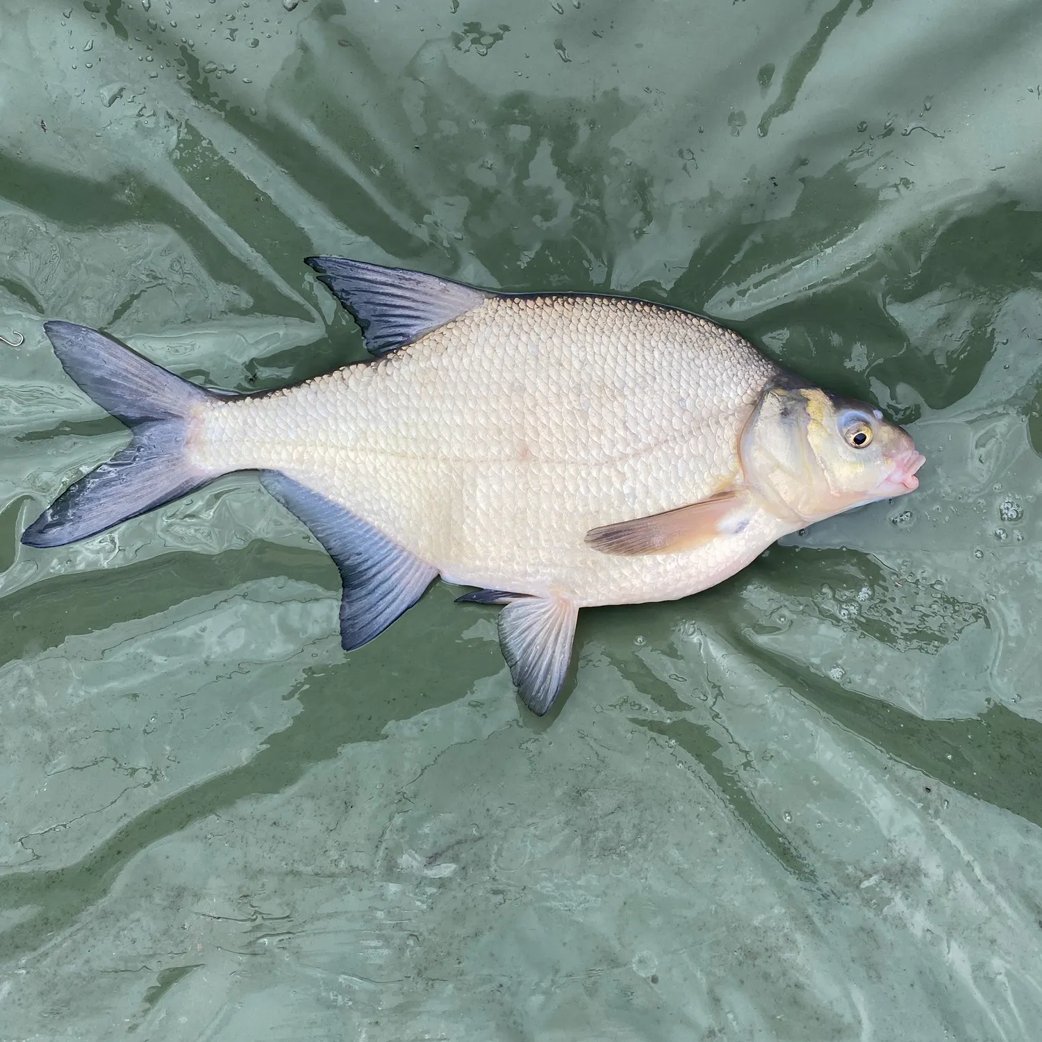 The most recent Common bream catches on Fishbrain