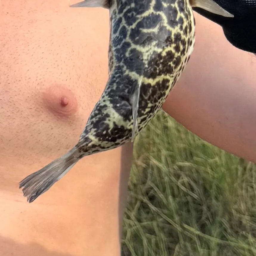 The most recent Oceanic puffer catches on Fishbrain