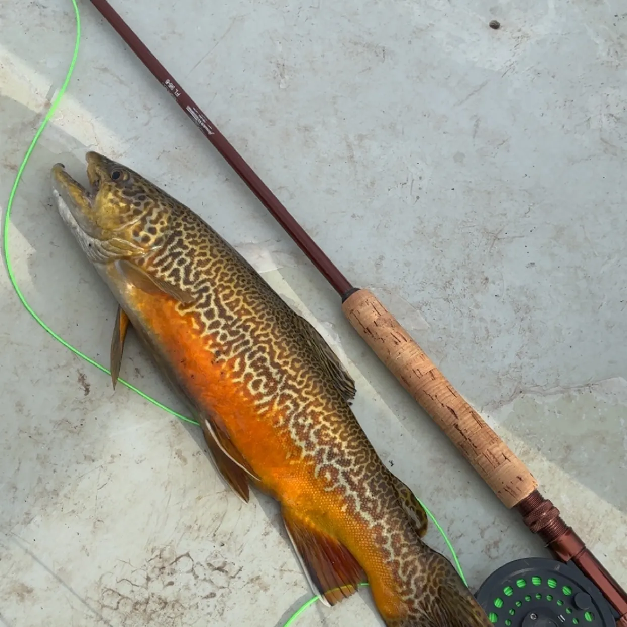 Tiger trout caught on Fishbrain