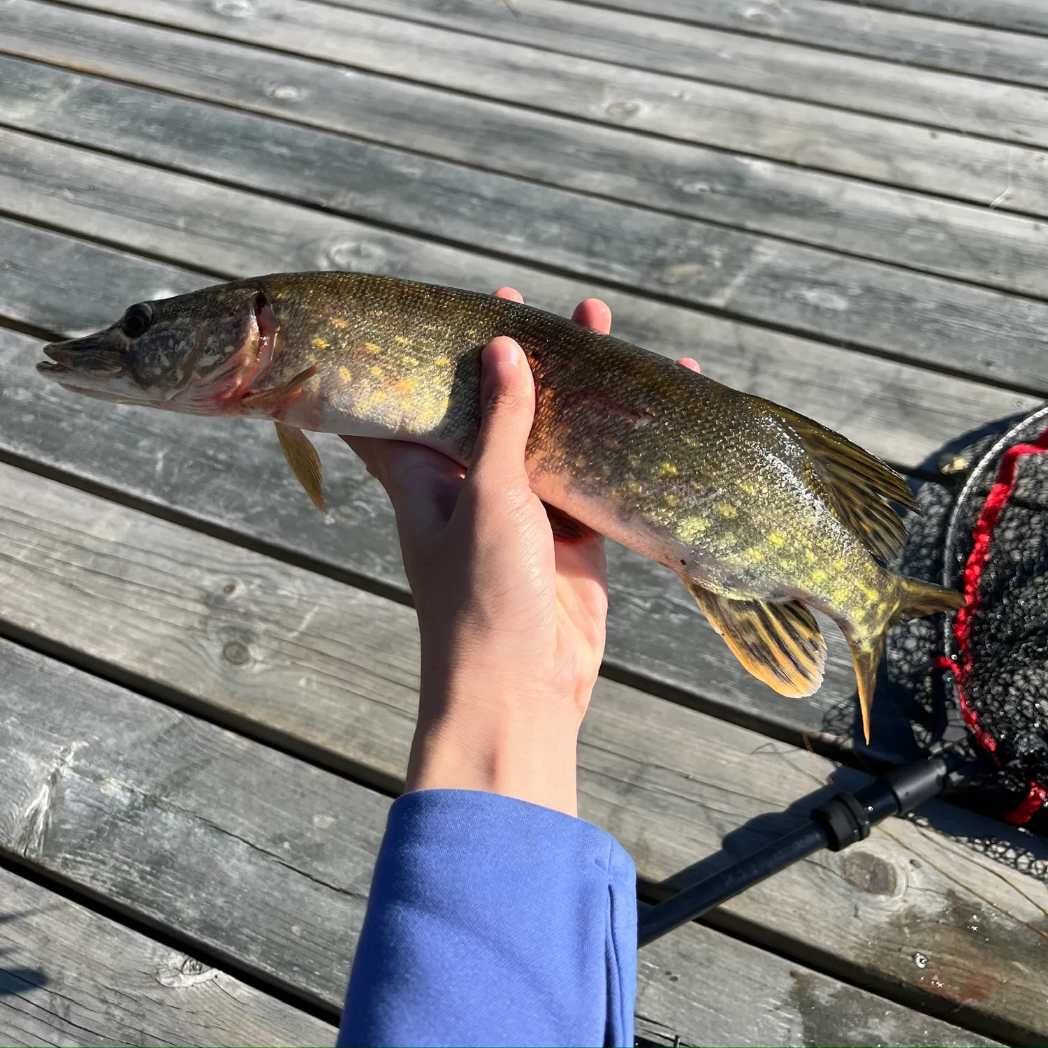 Northern pike caught on Fishbrain