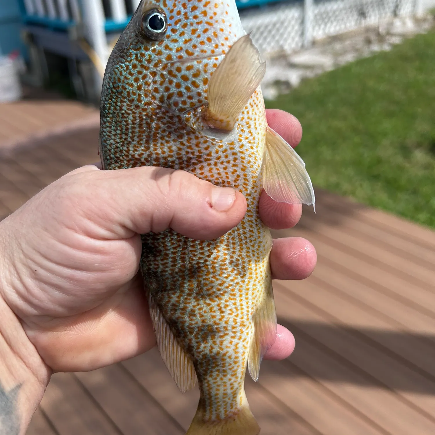 Pigfish caught on Fishbrain