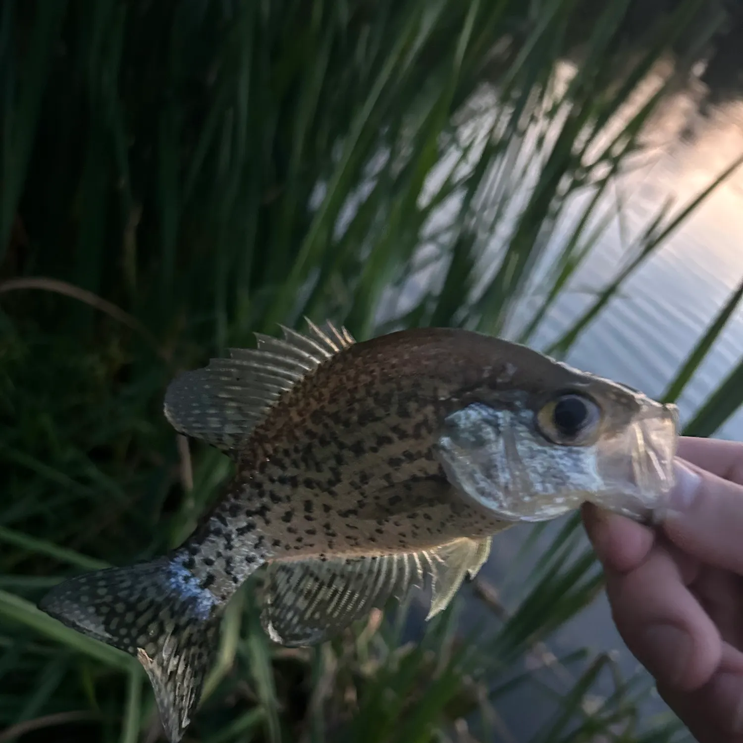 Black crappie caught on Fishbrain