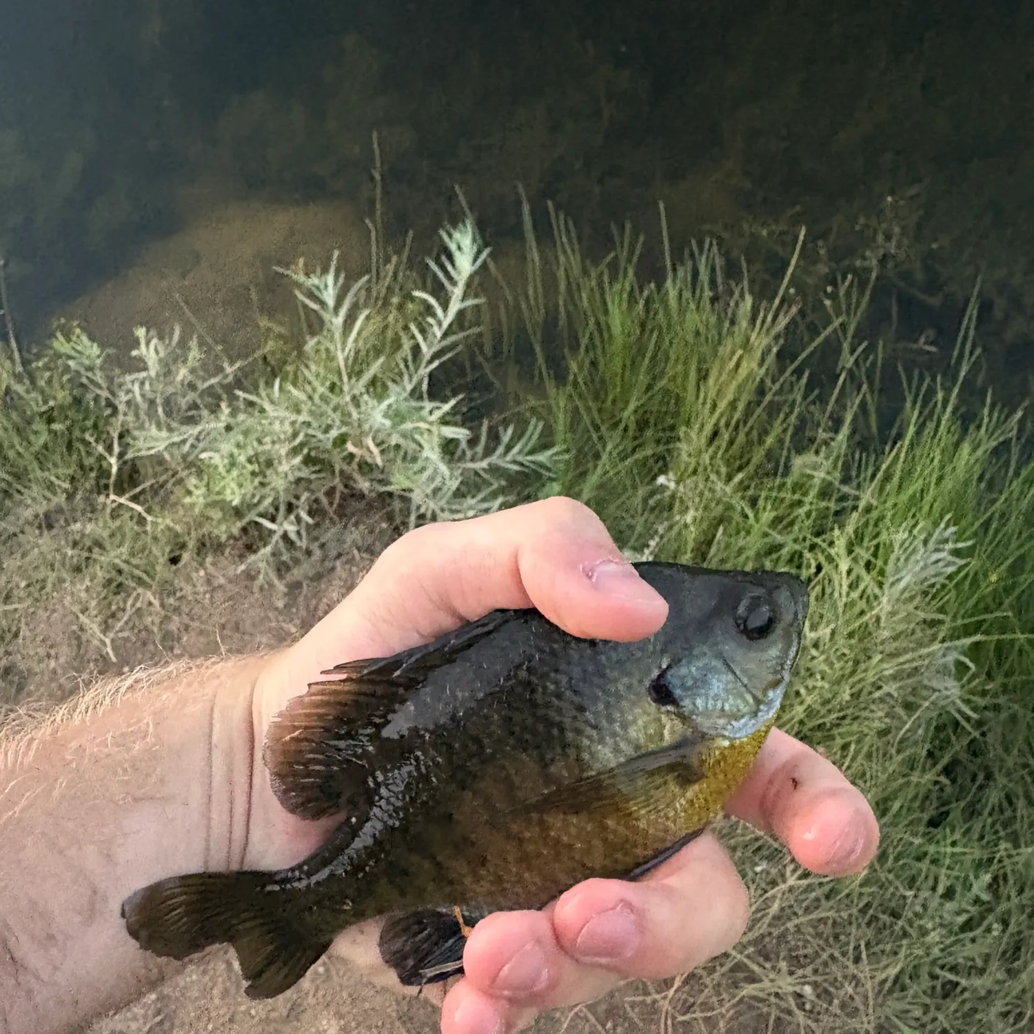 Bluegill caught on Fishbrain