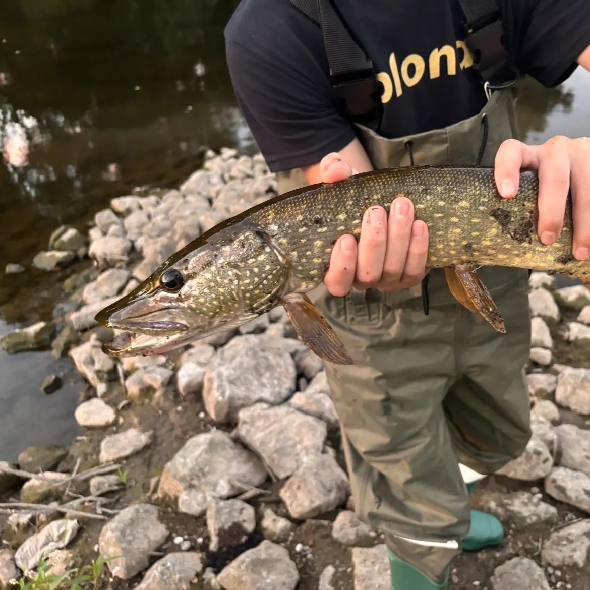 Northern pike caught on Fishbrain
