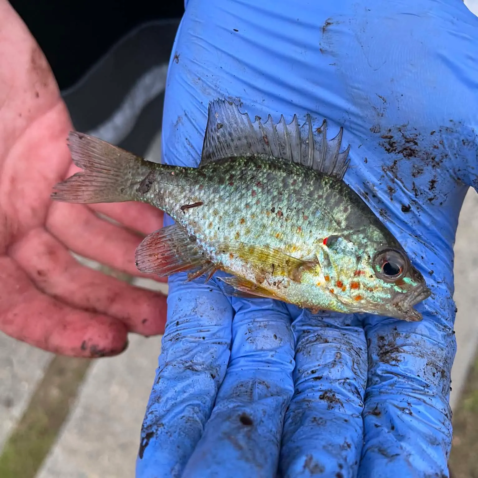 Pumpkinseed caught on Fishbrain