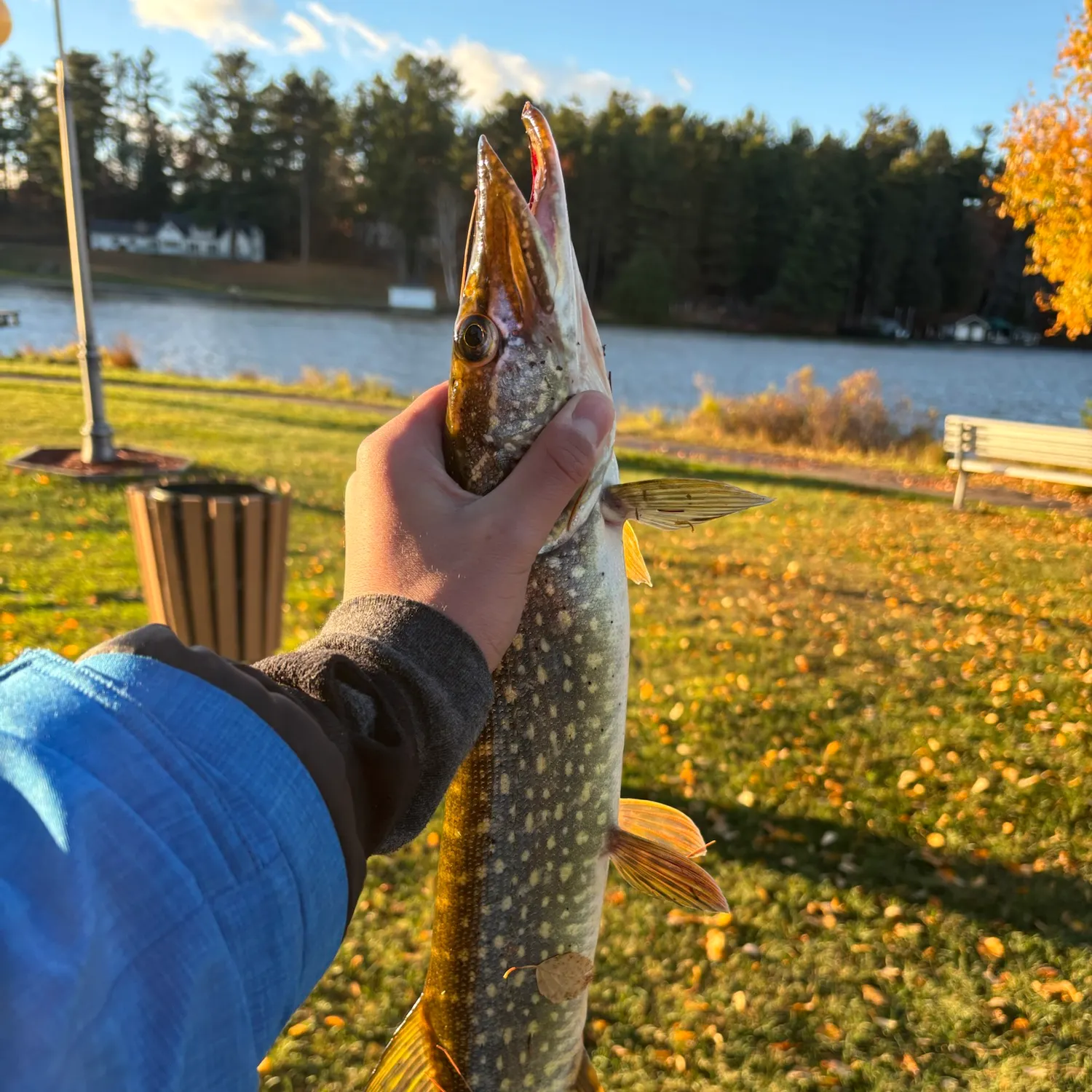 Northern pike caught on Fishbrain