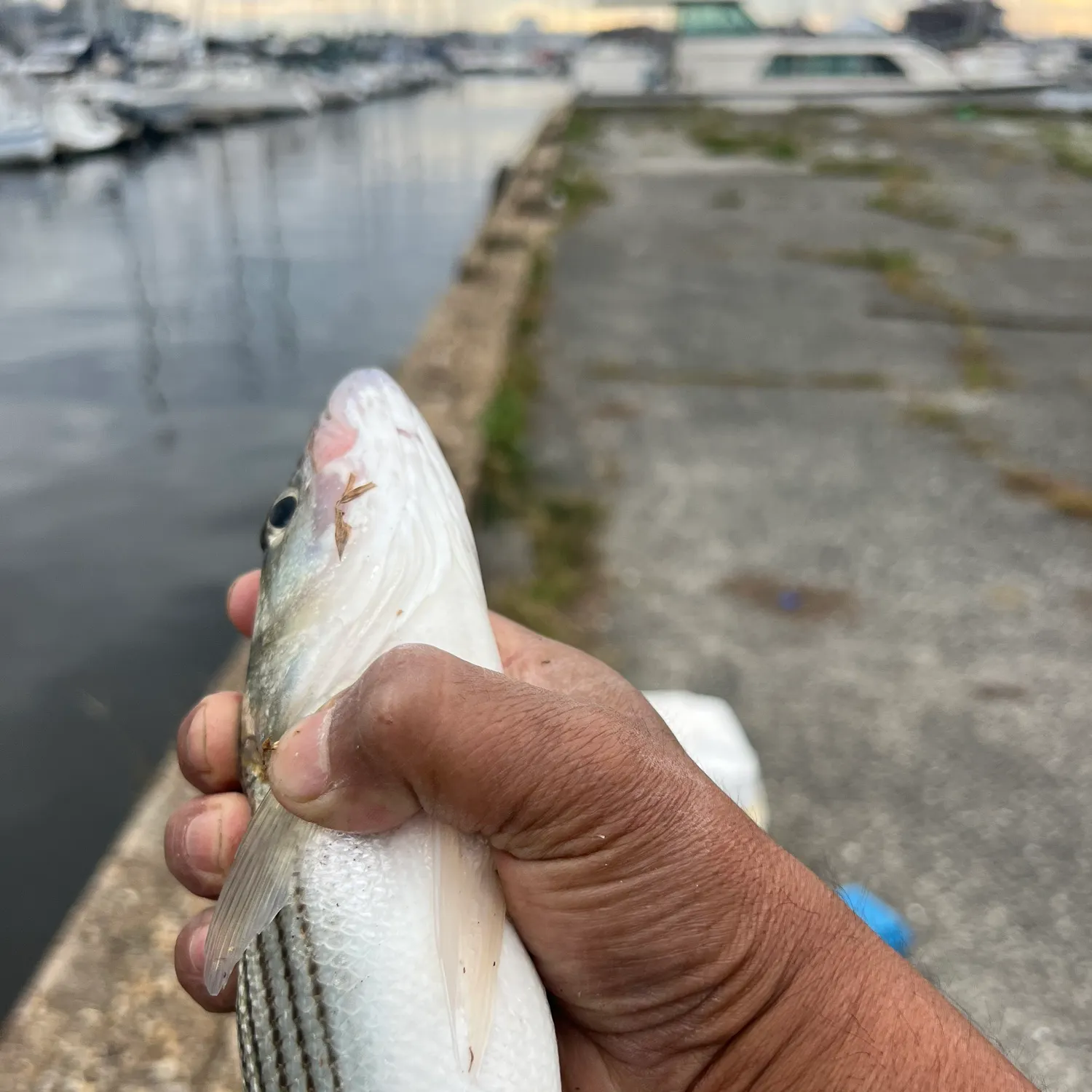 catch