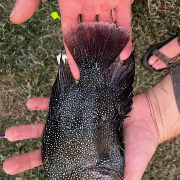 Rio Grande cichlid caught on Fishbrain