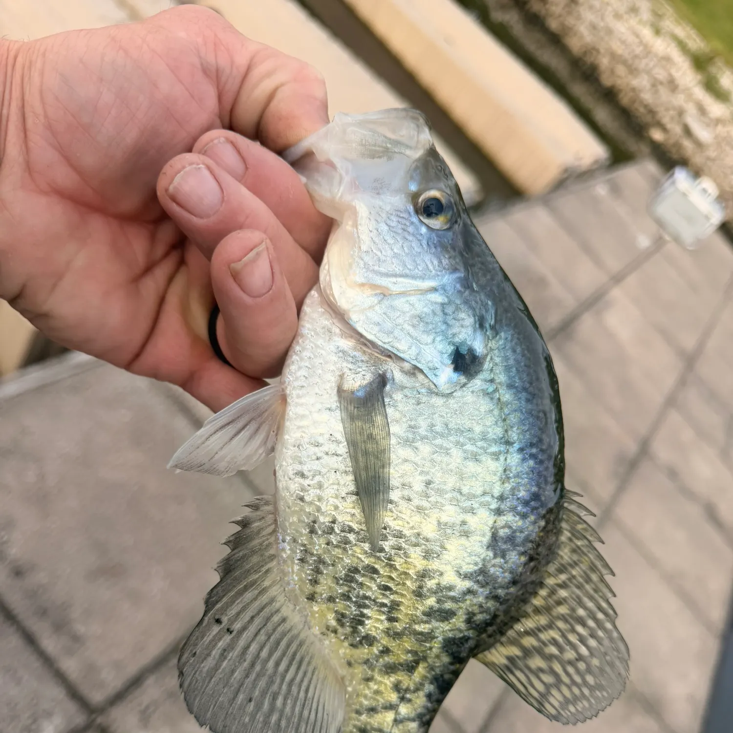 Black crappie caught on Fishbrain