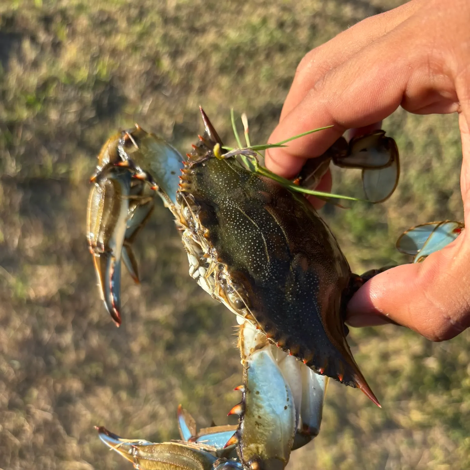 The most recent Blue crab catches on Fishbrain