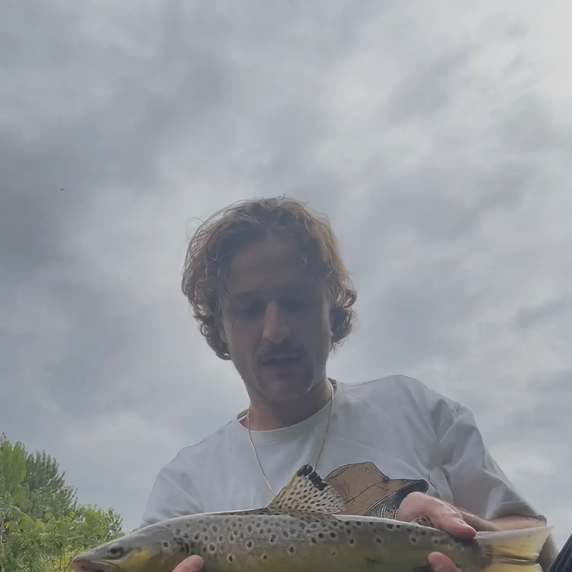 Brown trout caught on Fishbrain