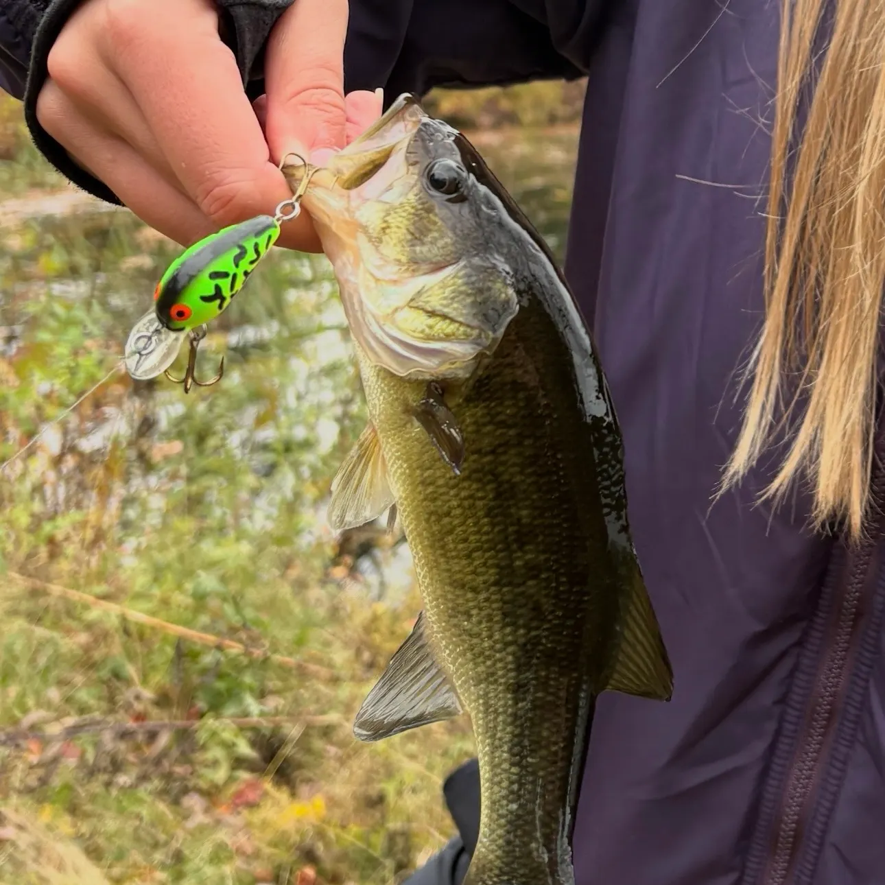Largemouth bass caught on Fishbrain